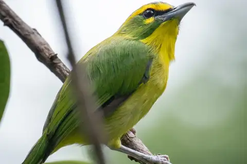 Yellow-browed Shrike-Vireo