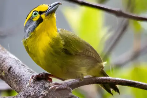 Slaty-capped Shrike-Vireo