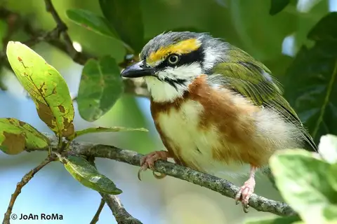 Chestnut-sided Shrike-Vireo