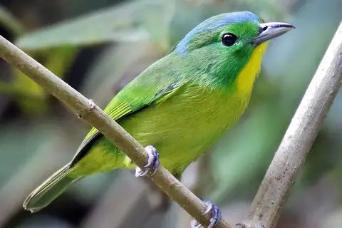 Green Shrike-Vireo