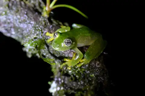 Lages Glass Frog