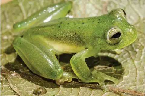 Rita's Cochran Frog