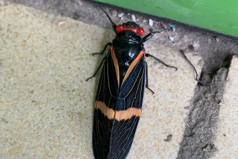 Vittagaeana paviei