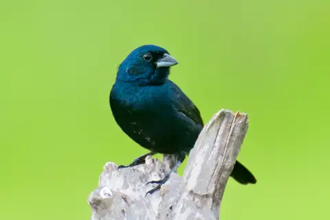 Blue-black Grassquit