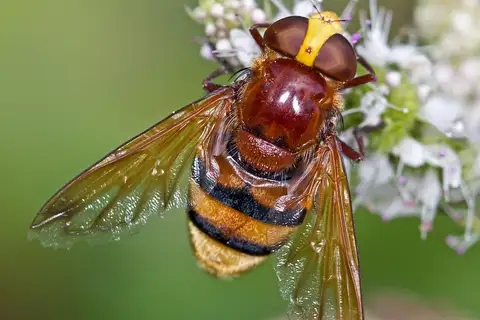 Hornet Mimic Hover Fly