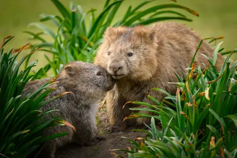 Bare-nosed Wombat