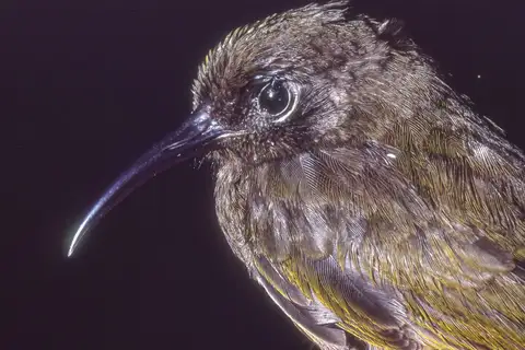 Gilliard's Honeyeater