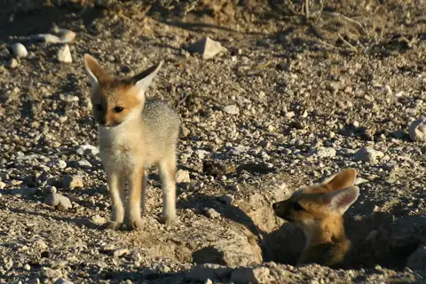 Cape Fox