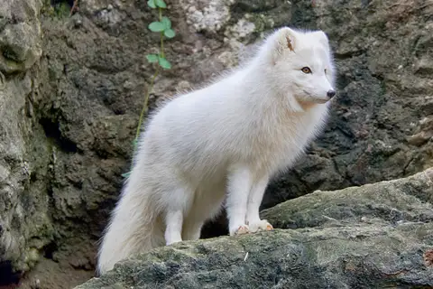 Arctic Fox