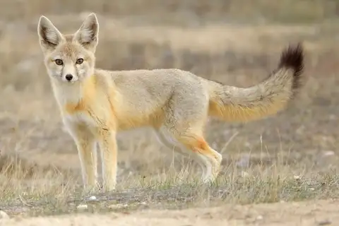 Kit Fox