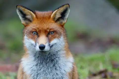 Red Fox
