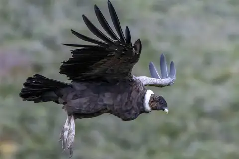 Andean Condor