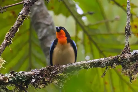Orange-throated Tanager