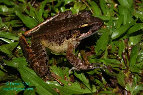 Javan Torrent Frog