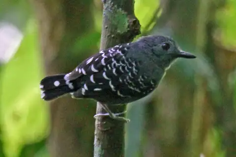 Common Scale-backed Antbird