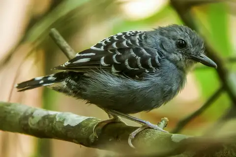 Xingu Scale-backed Antbird