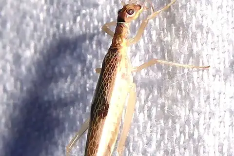 Xabea levissima