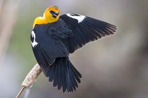Yellow-headed Blackbird