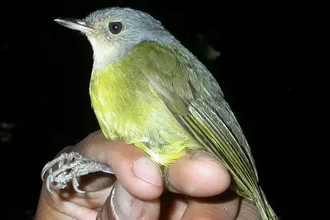 Grey-crowned Tetraka