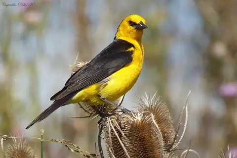 Saffron-cowled Blackbird