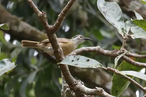 Tawny-breasted Honeyeater