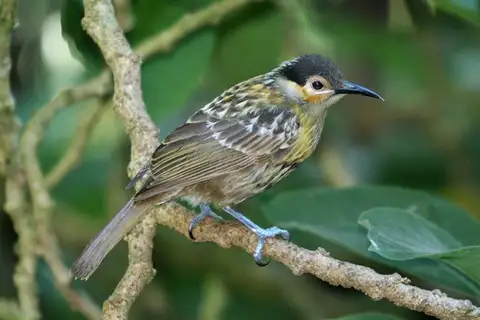 Macleay's Honeyeater