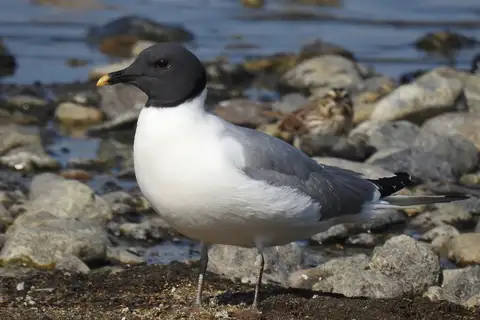 Sabine's Gull