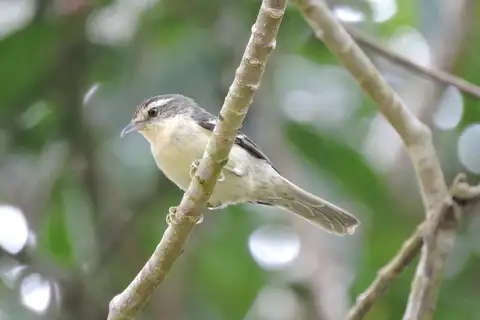 Double-banded Greytail