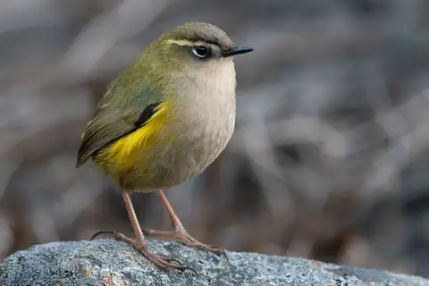 New Zealand Rockwren