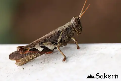 Xenocatantops brachycerus