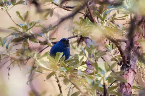 Tit-like Dacnis