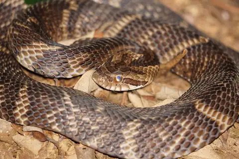 Neuwied's False Fer-de-lance