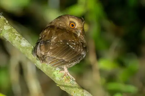 Long-whiskered Owlet
