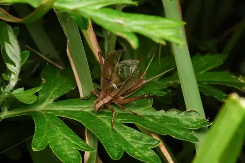 Japanese Pine Cricket