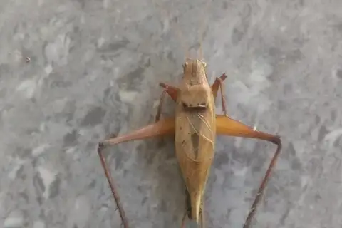 Xenogryllus ululiu
