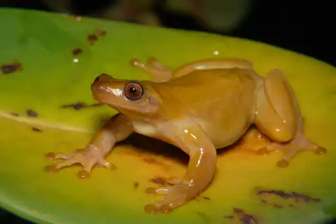 Izecksohn's Brazilian Tree Frog