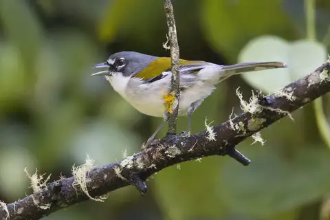 White-winged Warbler