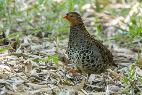 Udzungwa Forest Partridge