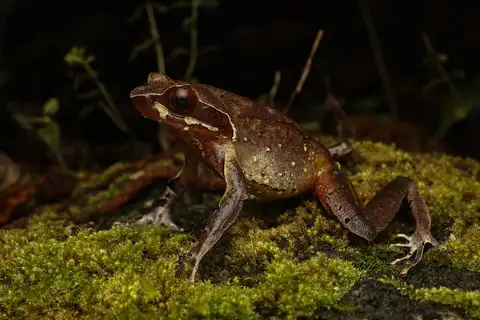 Mangshan Horned Toad
