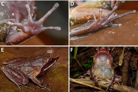 Maoson Horned Toad