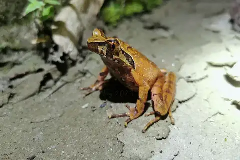 Medog Horned Toad
