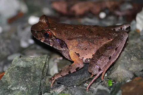 Mountain Horned Frog