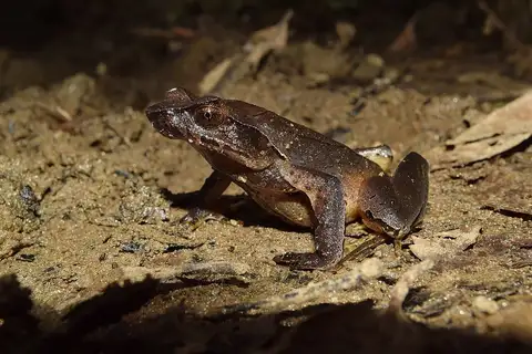 Concave-crowned Horned Toad