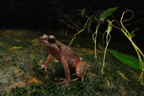 Zhang's Horned Toad