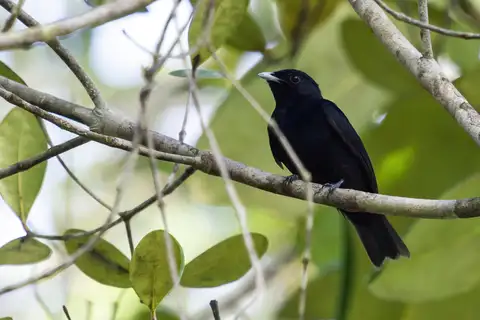 Black Manakin
