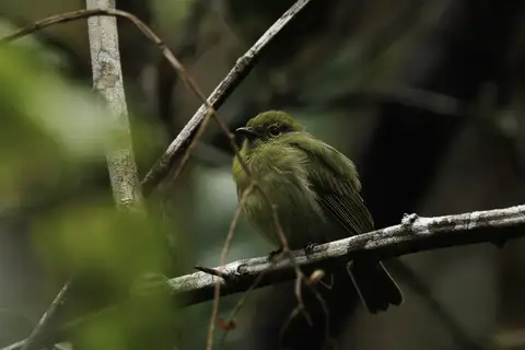 Olive Manakin