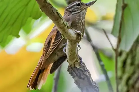 Amazonian Plain Xenops