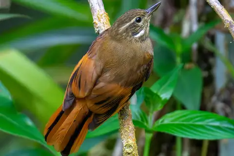 Northern Plain Xenops