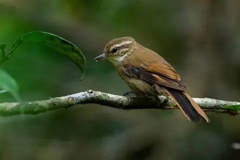 Atlantic Plain Xenops