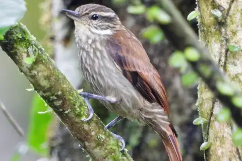 Slender-billed Xenops